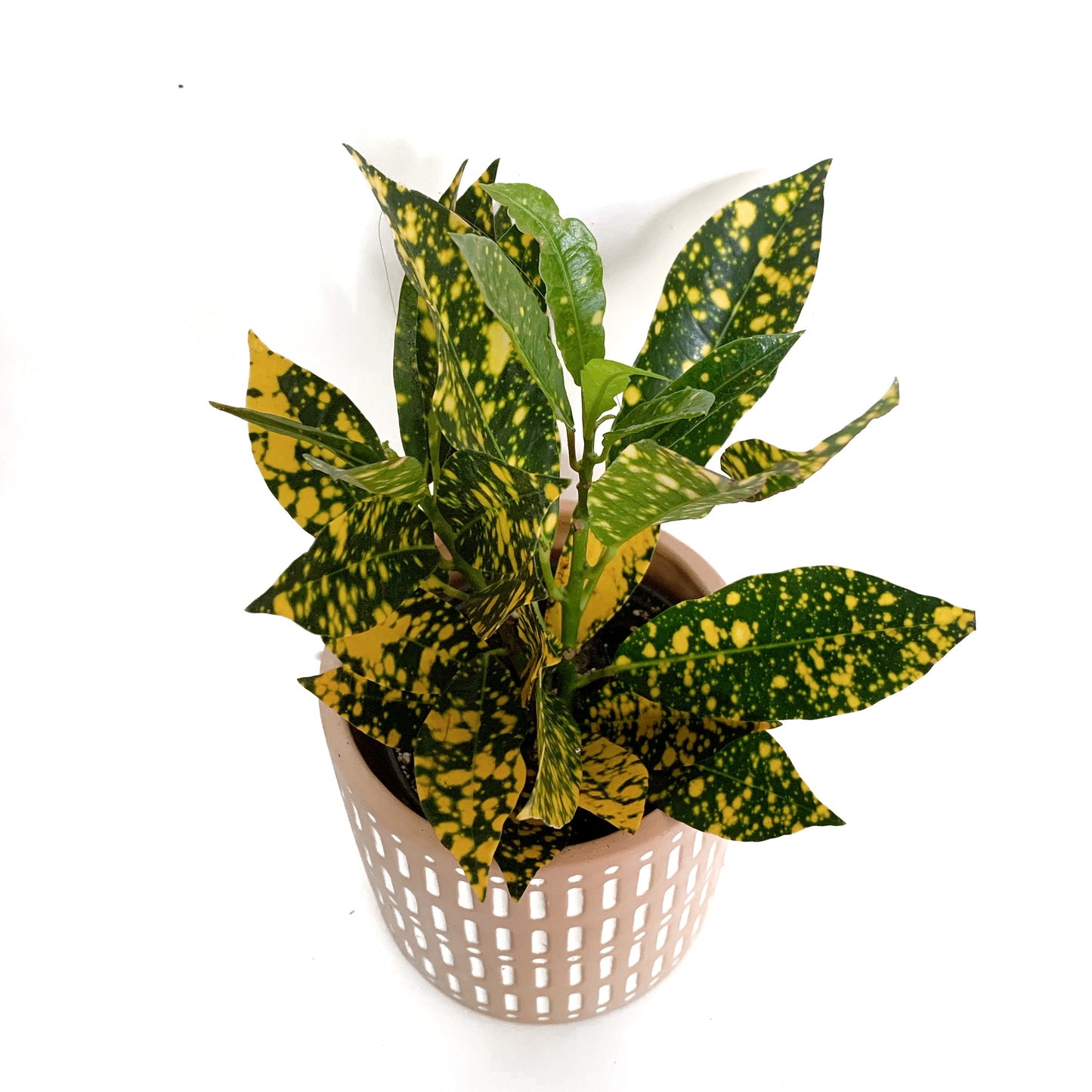 Croton Gold Dust | 3,5’’