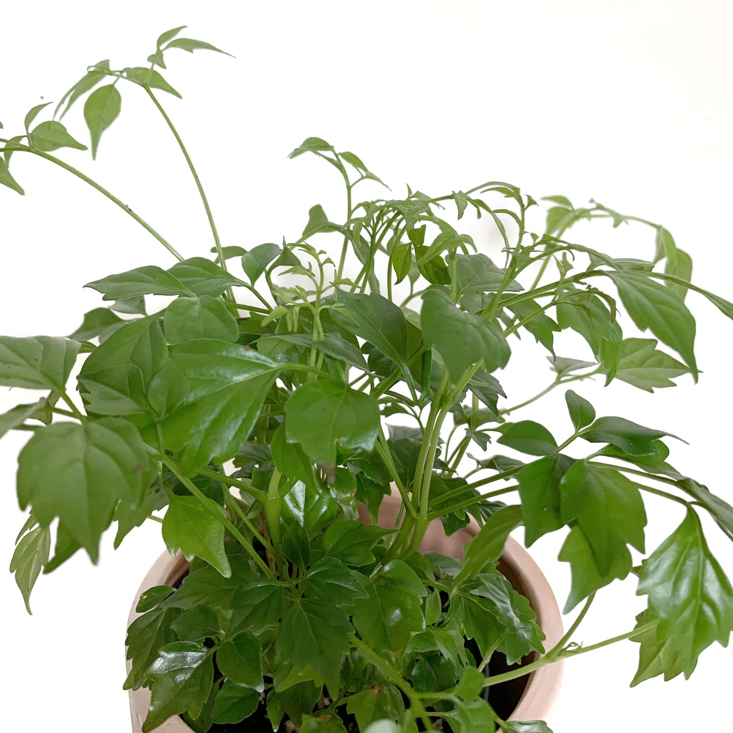 Radermachera sinica | 3,5’’
