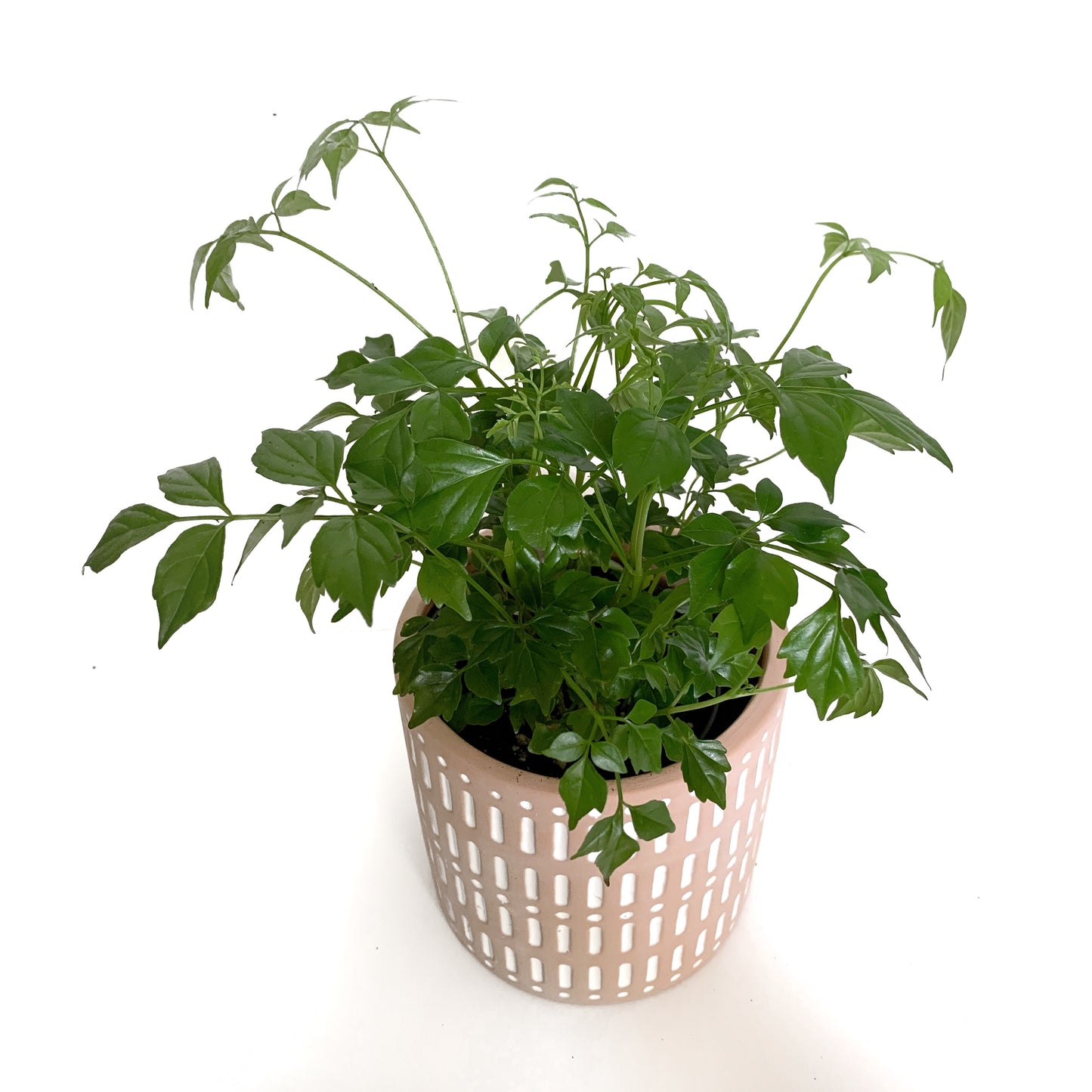 Radermachera sinica | 3,5’’
