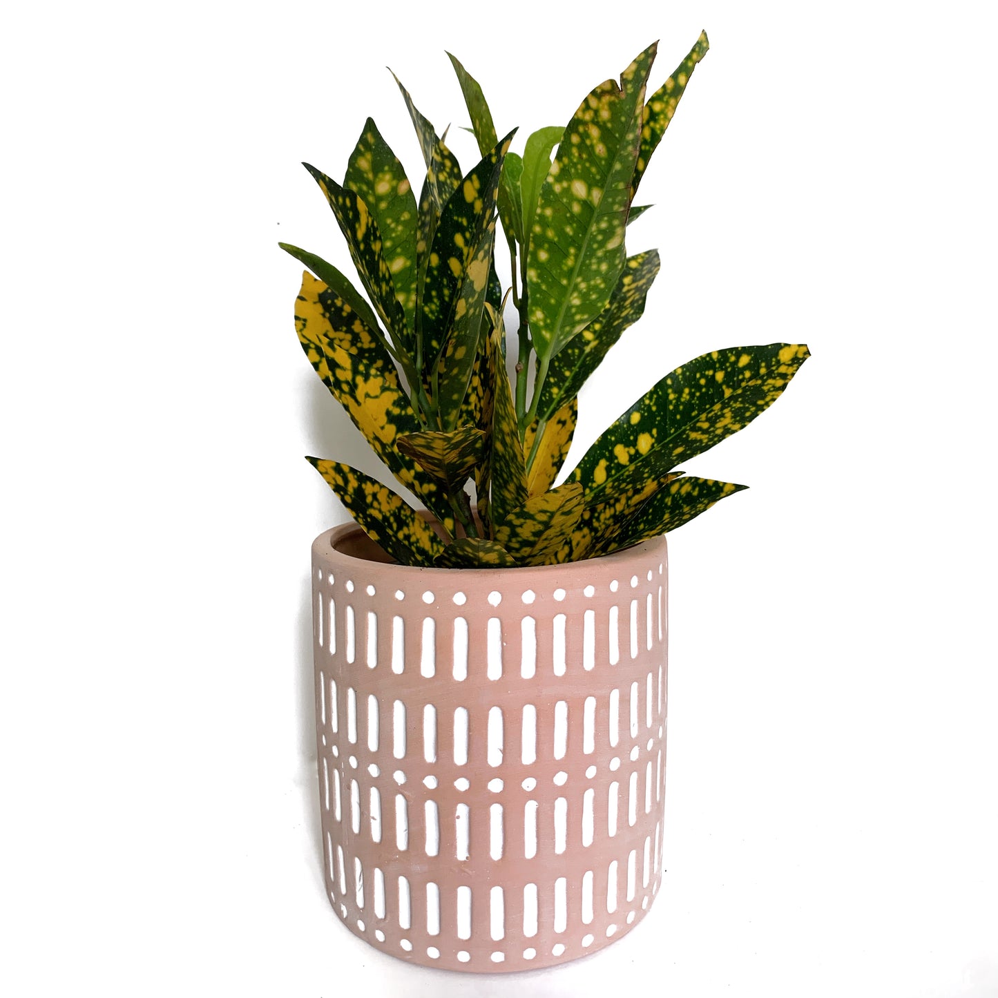 Croton Gold Dust | 3,5’’