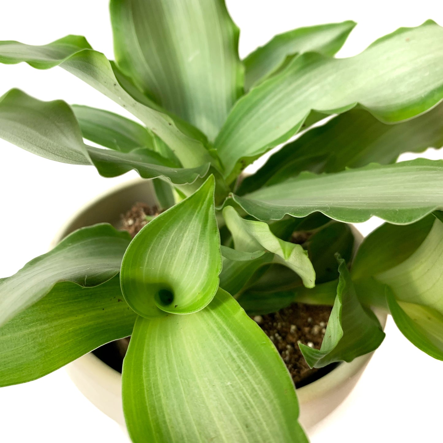 Tradescantia Silver Spathacea | 4’’