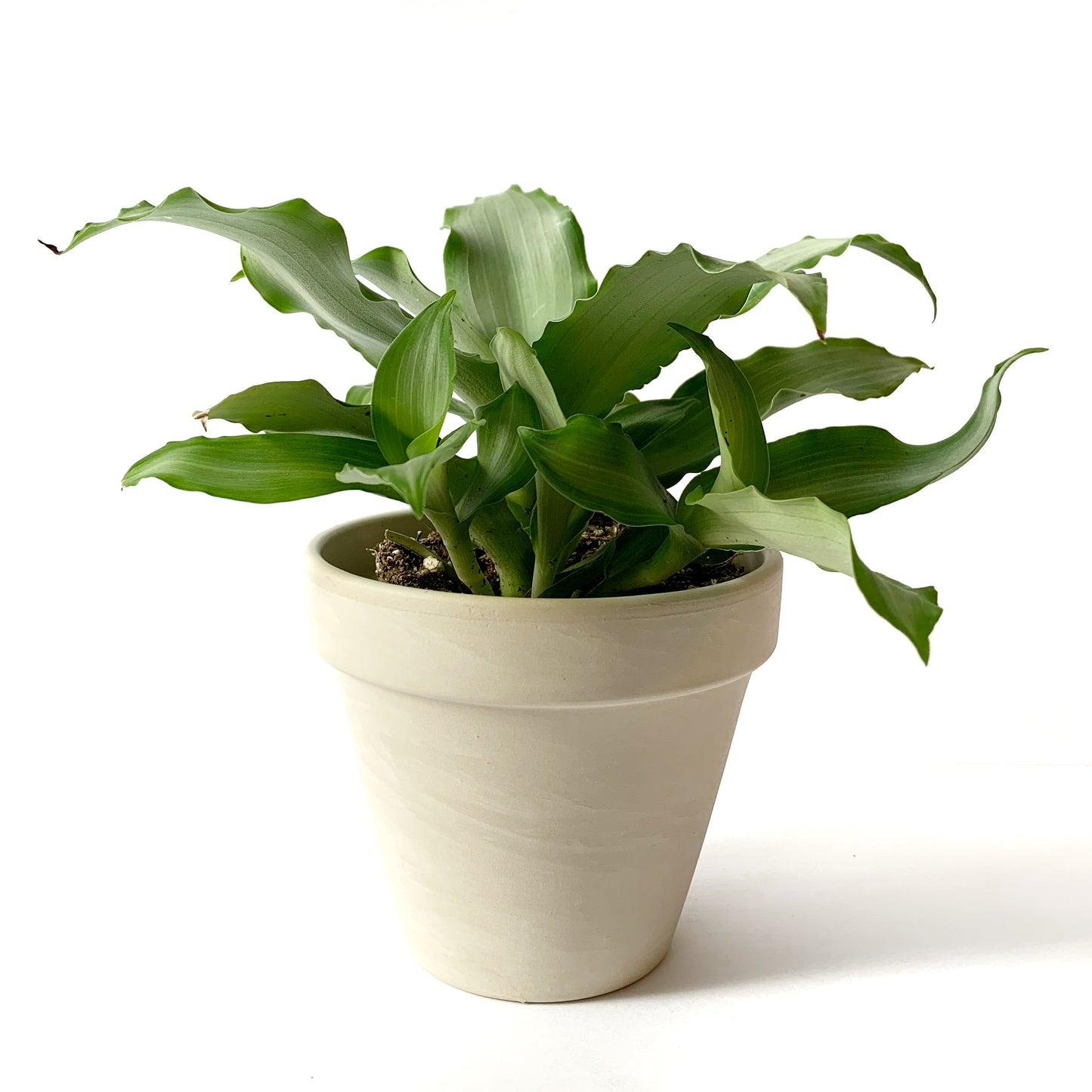 Tradescantia Silver Spathacea | 4’’