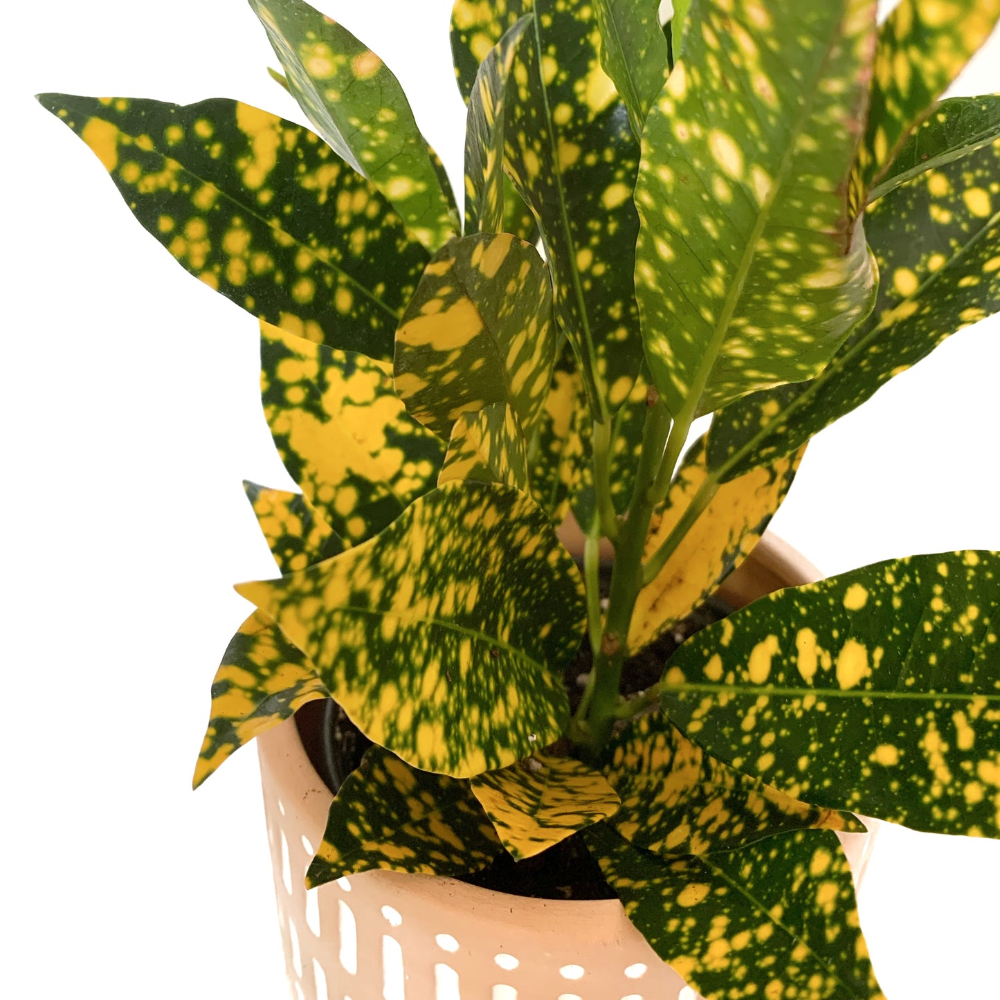 Croton Gold Dust | 3,5’’