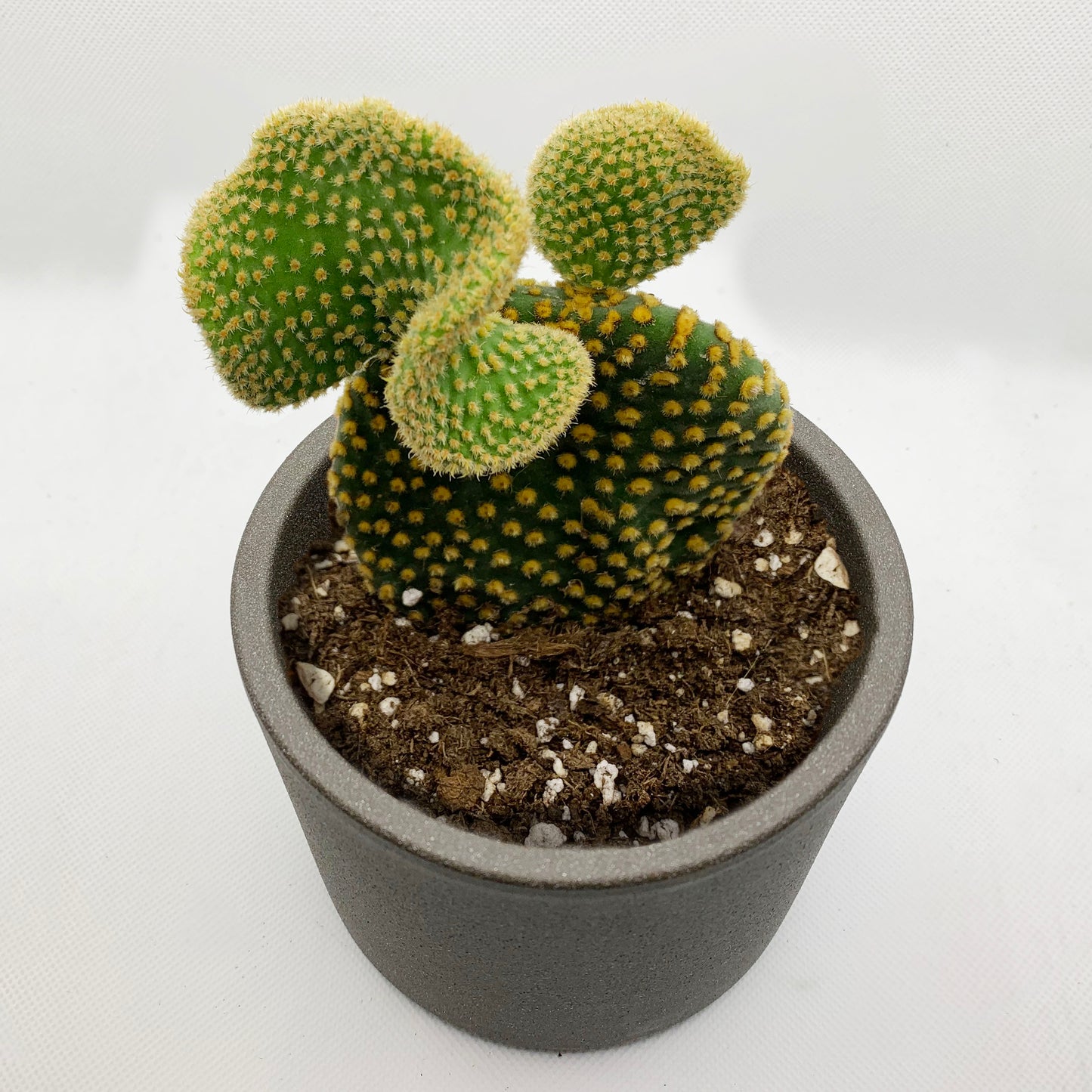 Opuntia microdasys | 4"