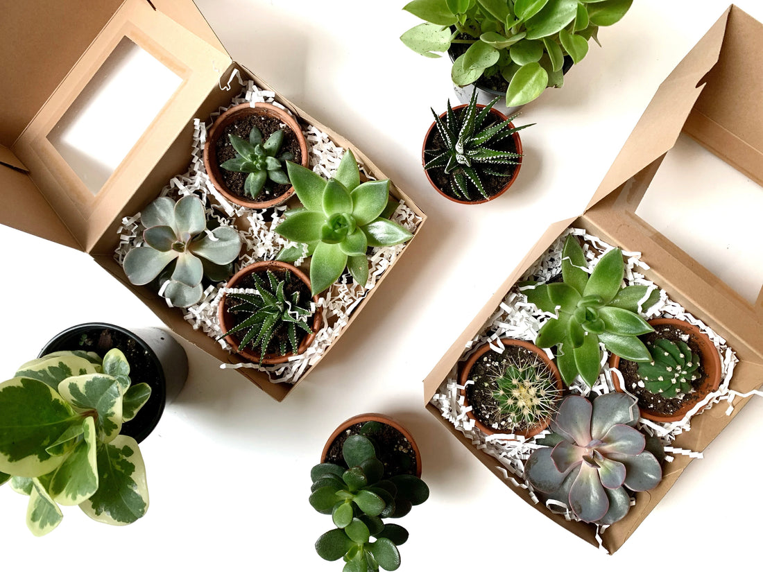 Guide cadeaux pour les amoureux de plantes | 2023