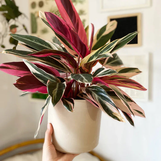 LES 5 PLANTES ROSES & ROUGES POUR CÉLÉBRER L'AMOUR