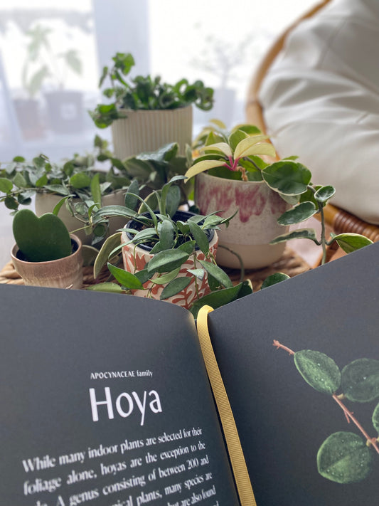 Le petit guide de survie: HOYA