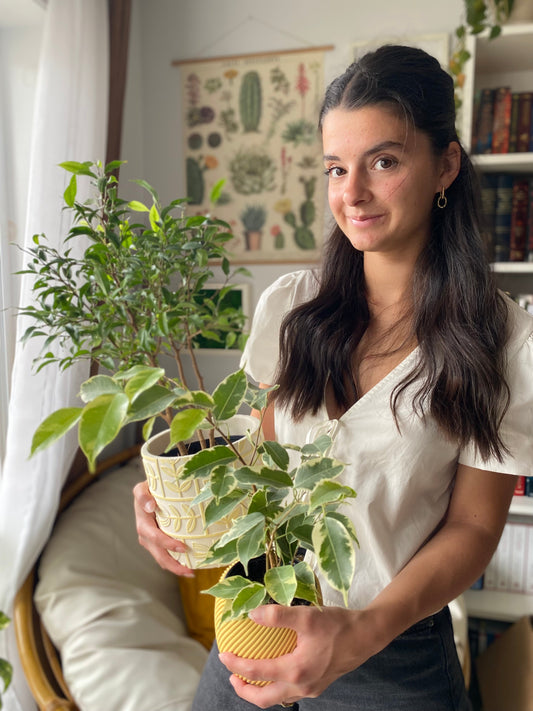 Le petit guide de survie : FICUS