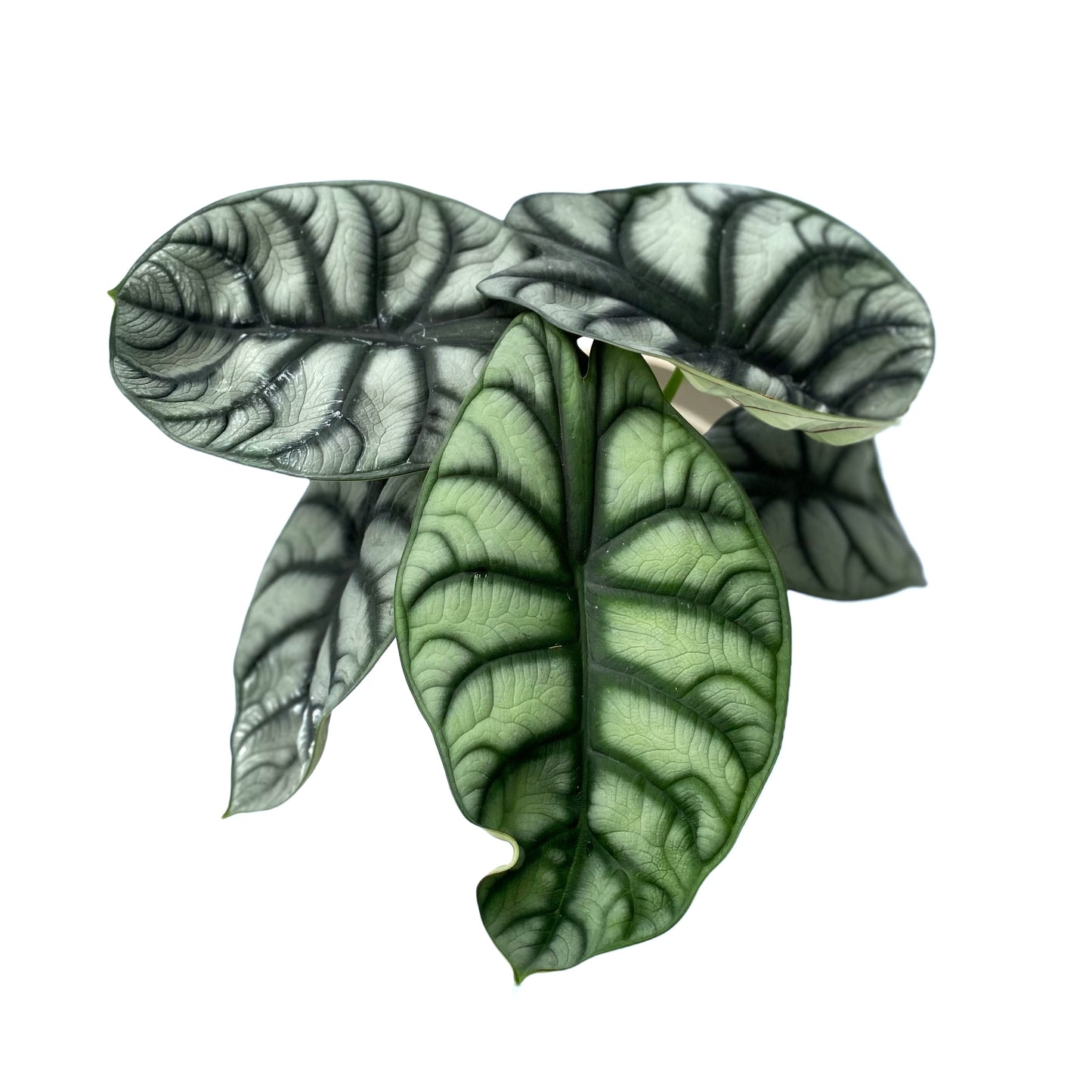Alocasia Silver Dragon
