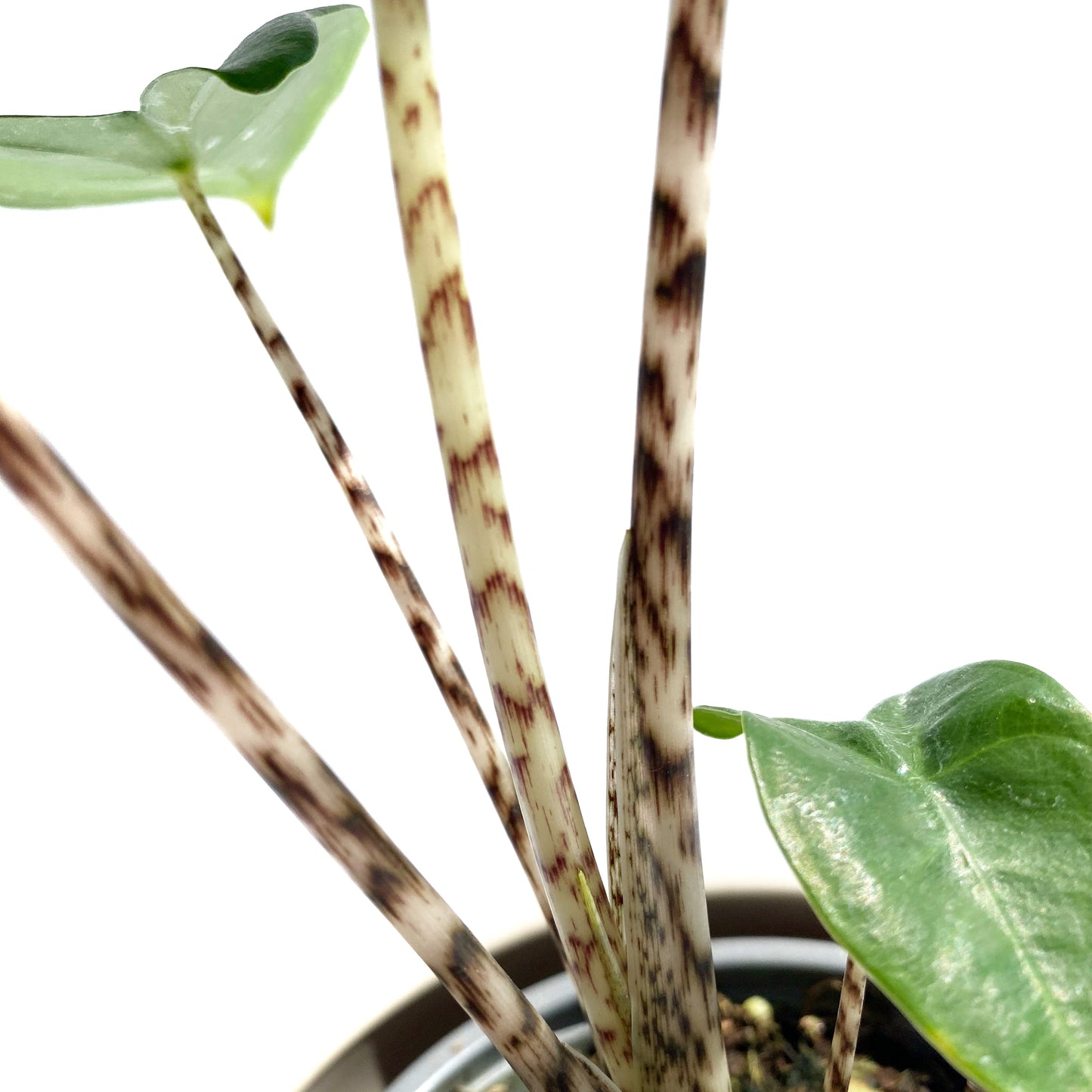 Alocasia Zebrina