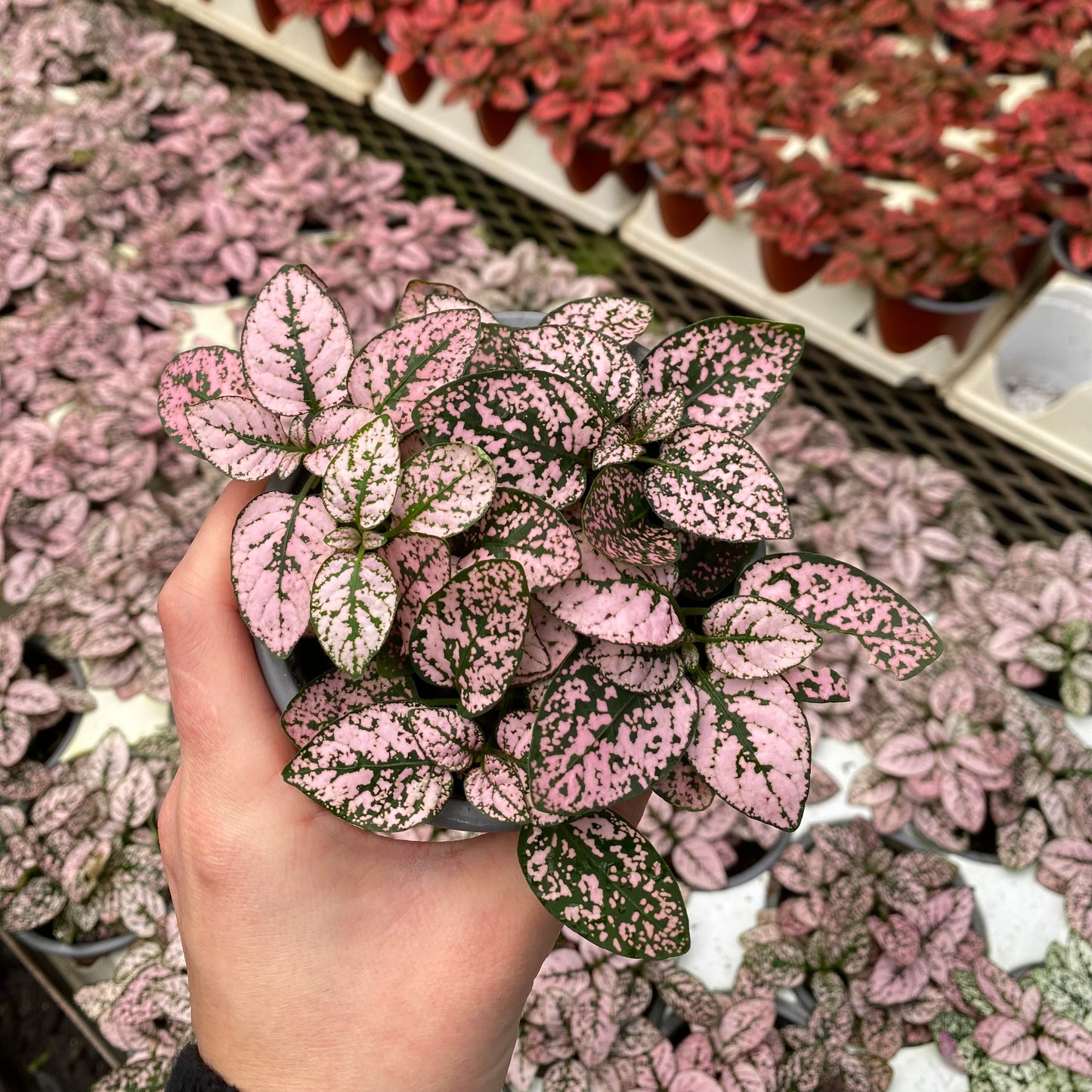 Hypoestes