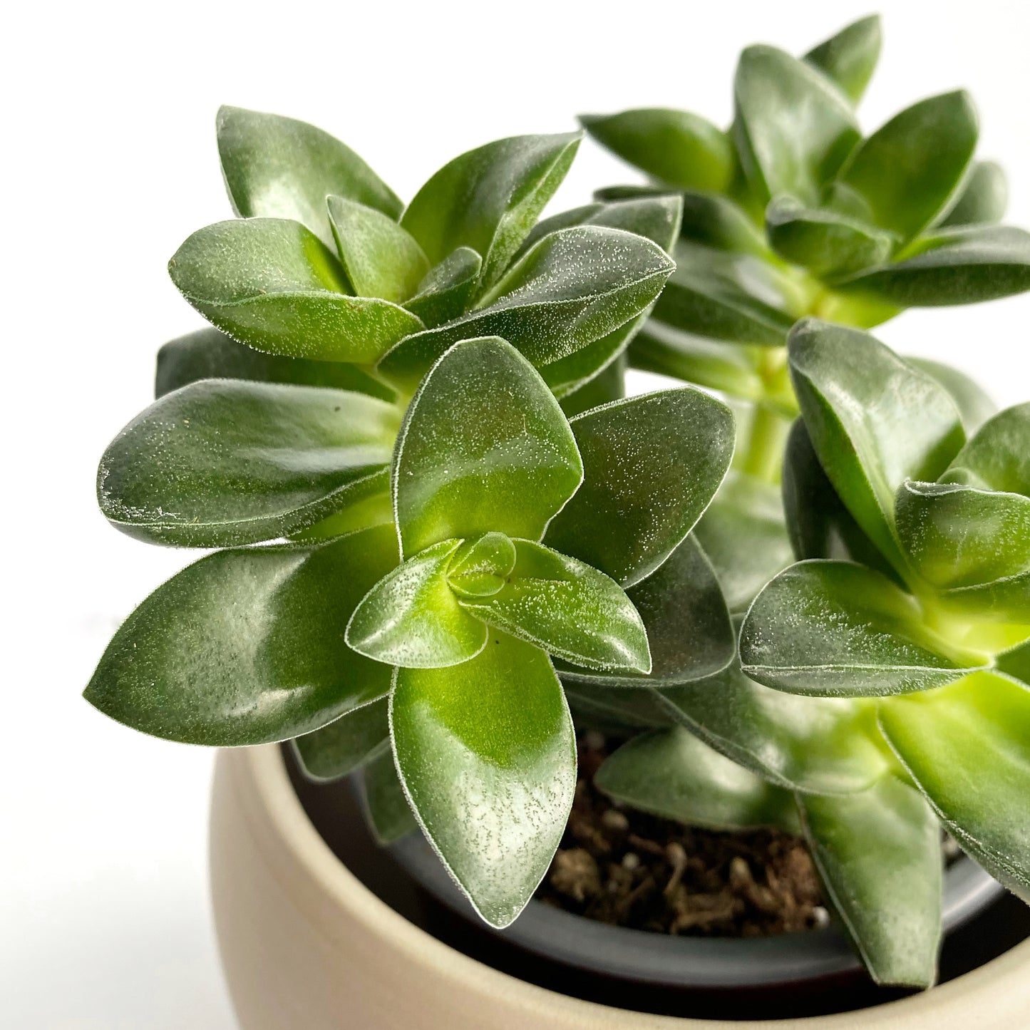Crassula « springtime »