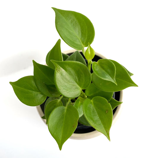 Peperomia scandens
