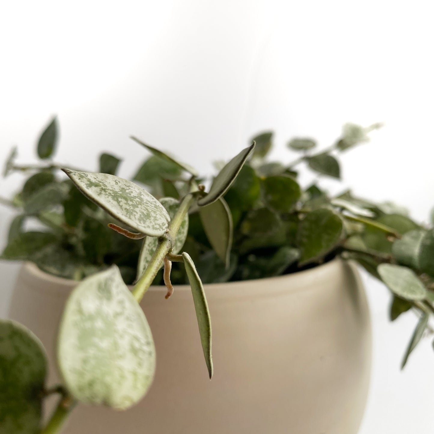 Hoya Curtisii