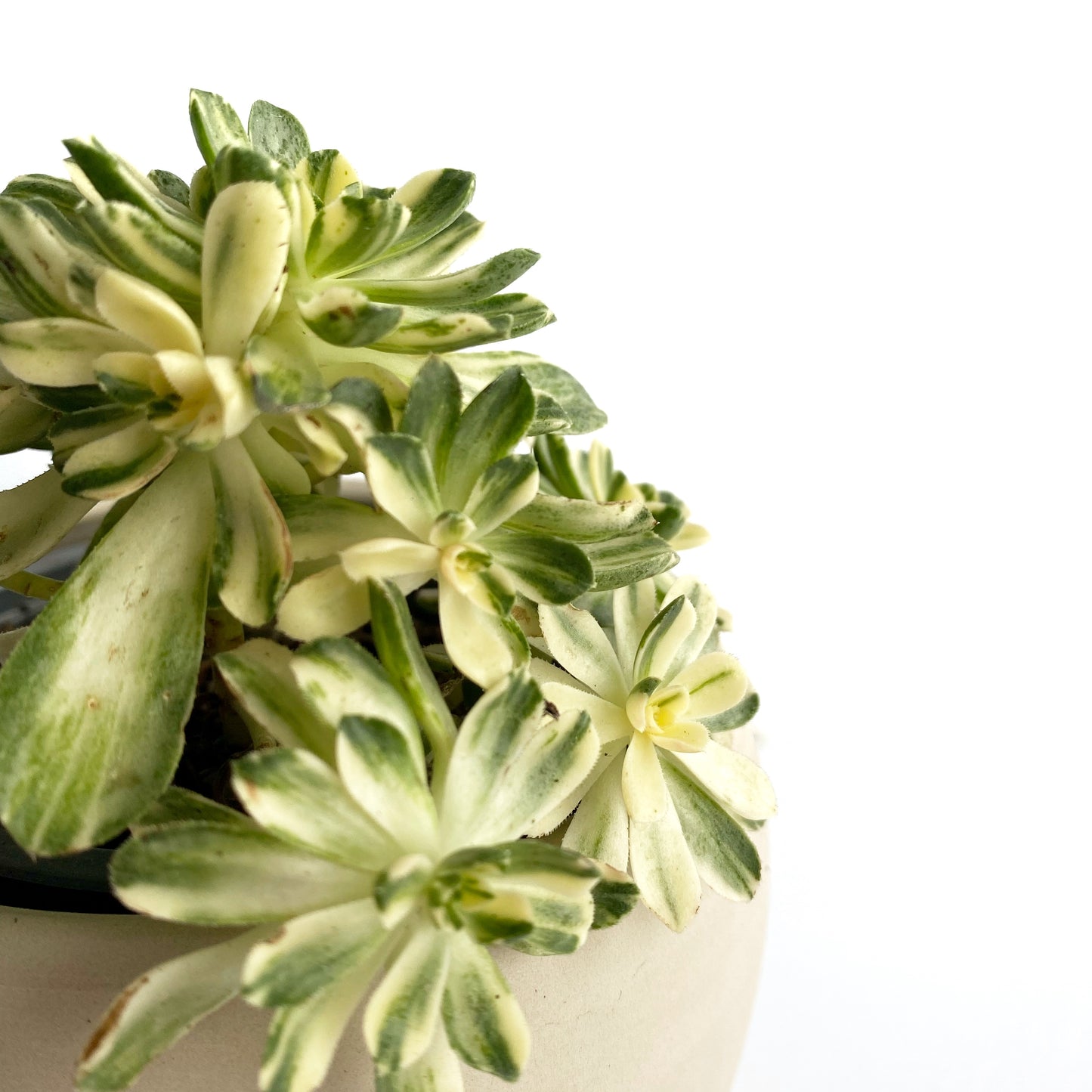 Aeonium Castello Paivae variegata