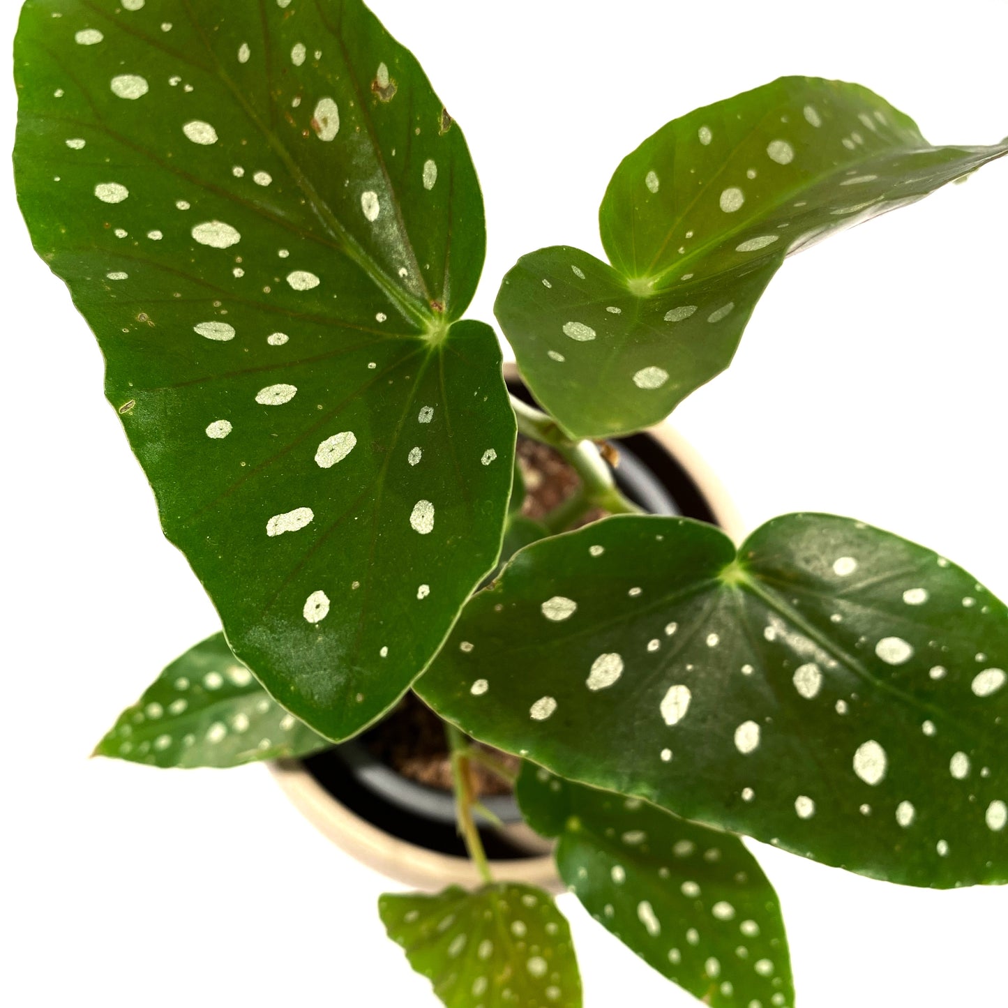 Bégonia Maculata