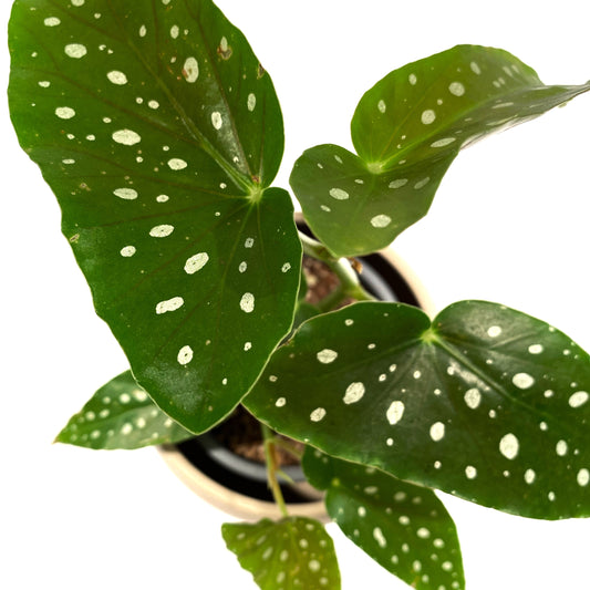 Bégonia Maculata