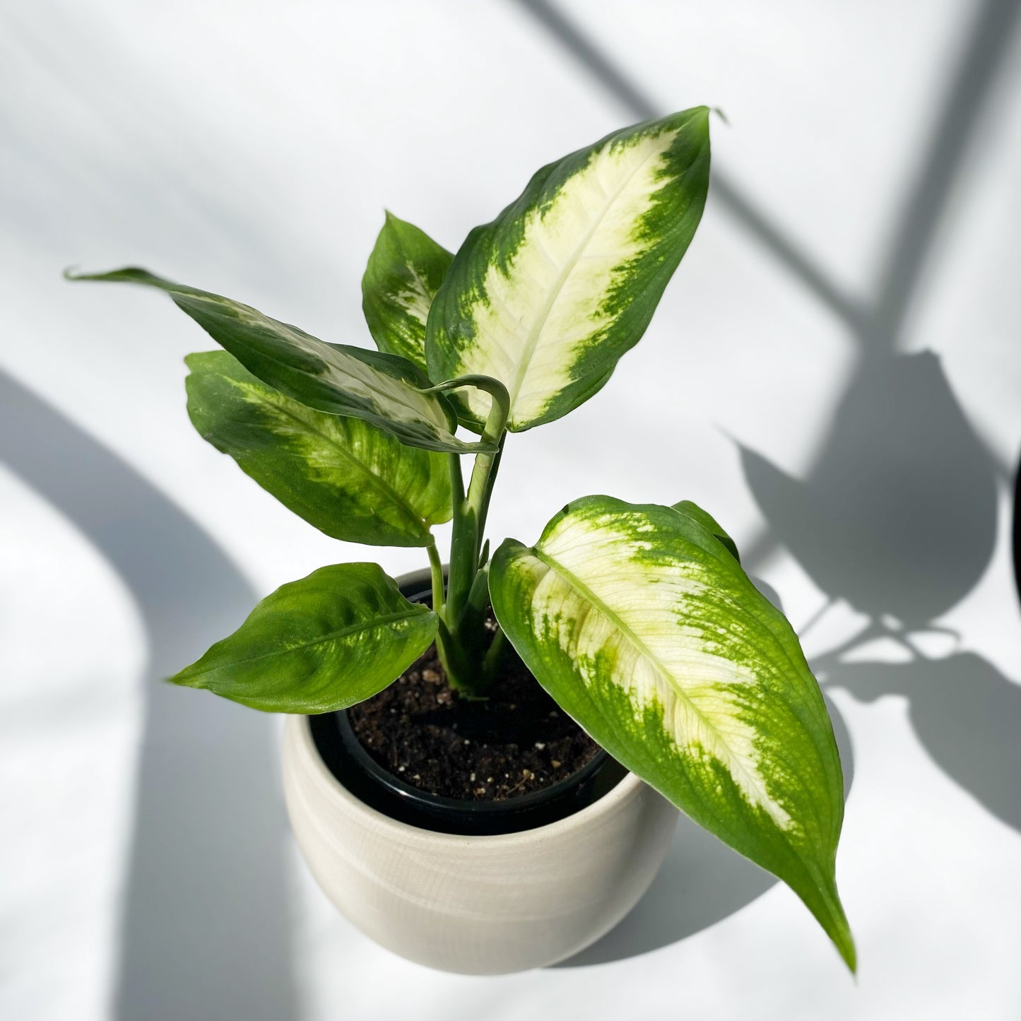 Dieffenbachia Camille