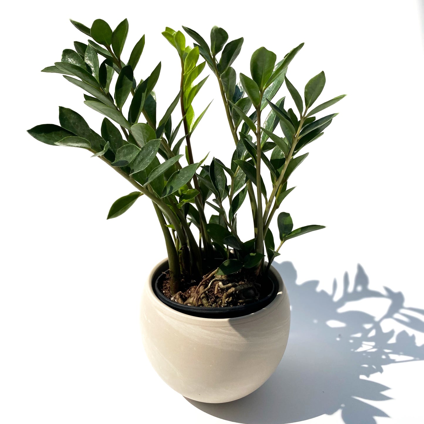 Zamioculcas zamiifolia Dwarf
