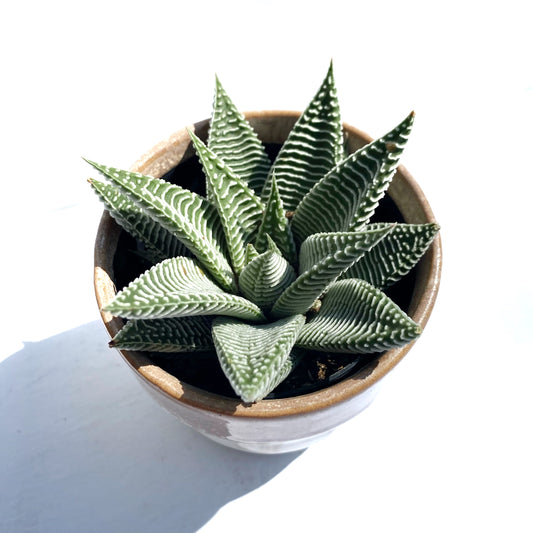 Haworthia Miami