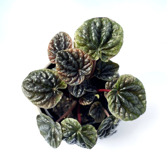 Peperomia caperata 'Abricos'