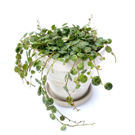 Peperomia prostrata