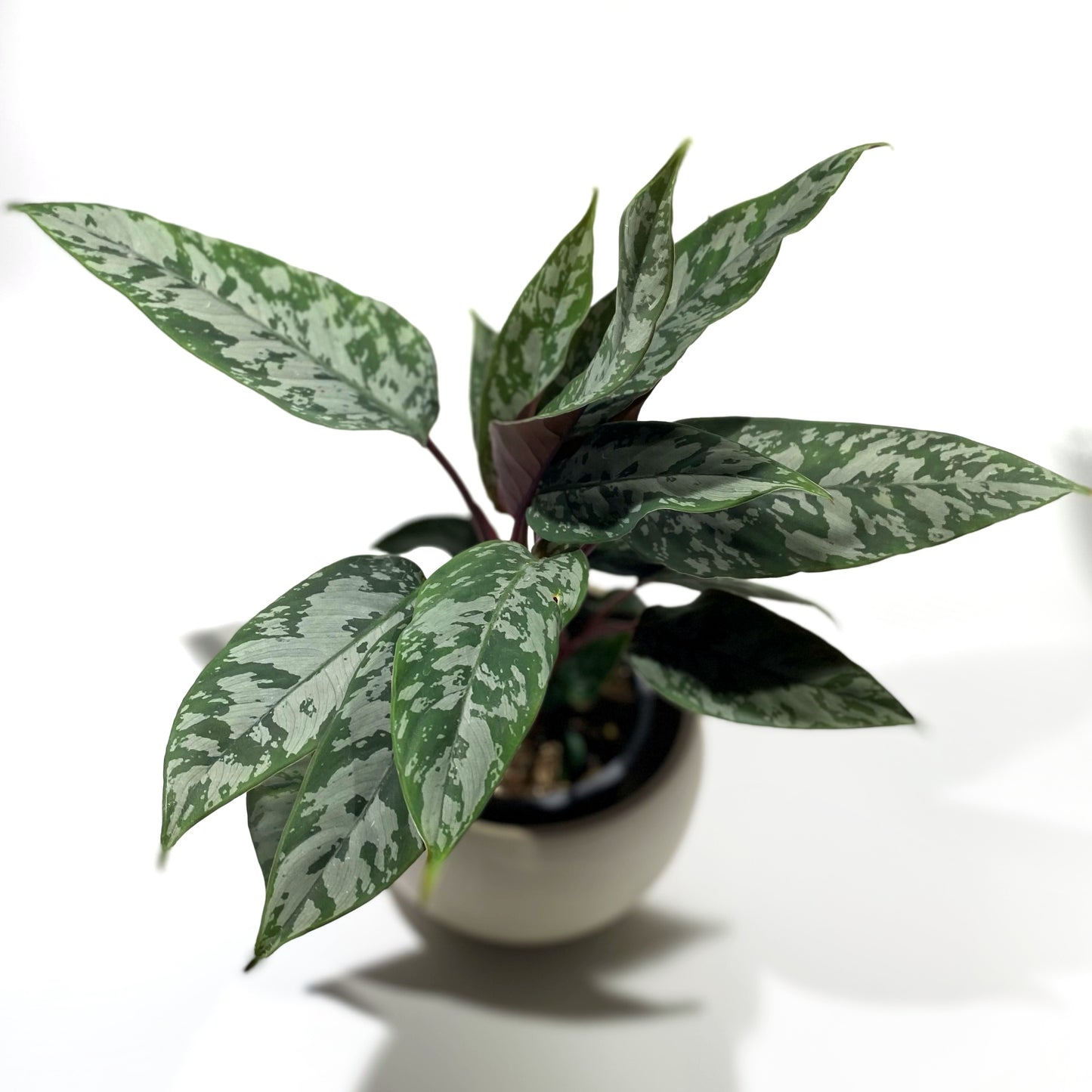 Apoballis ‘Lavallei’