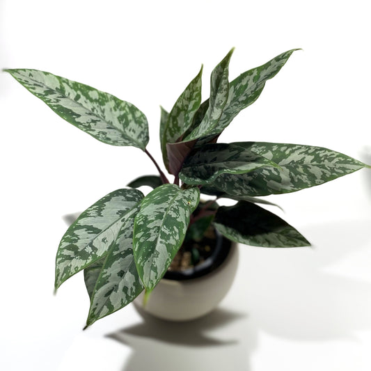 Apoballis ‘Lavallei’