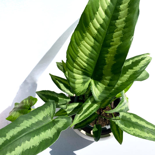 Schismatoglottis Wallichii Silver
