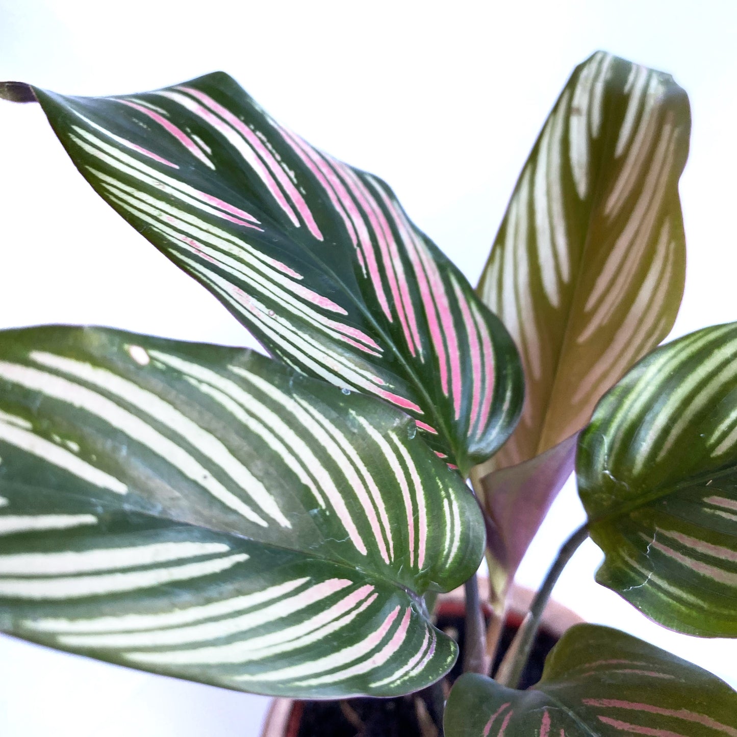 Calathea White Star