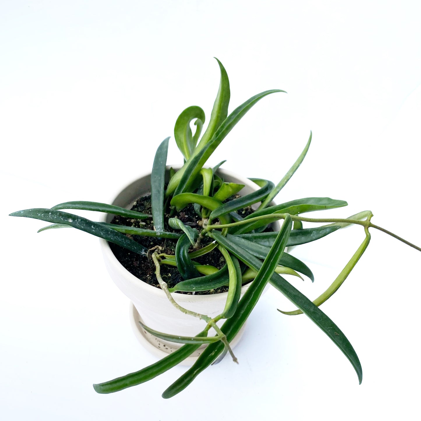 Hoya Wayetii