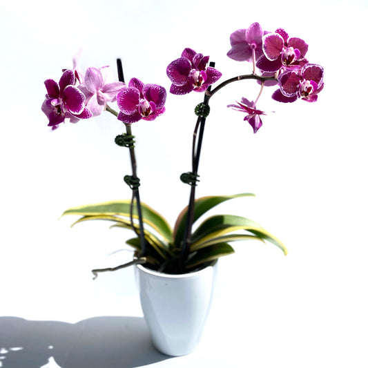 Phalaenopsis Piccola