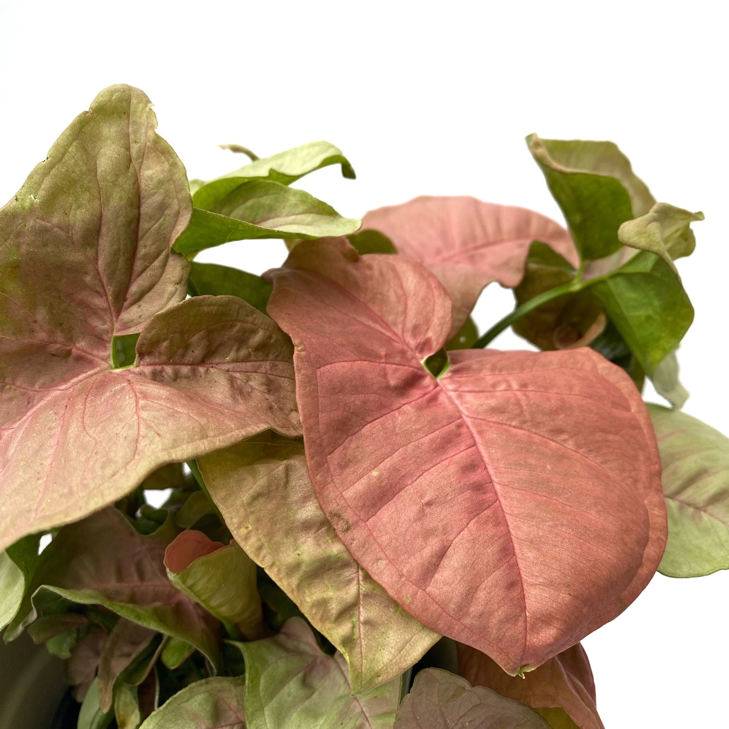 Syngonium Pink Allusion