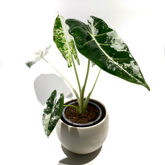 Alocasia « Frydek » variegata