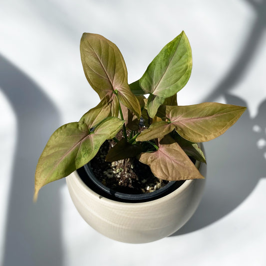 Syngonium Strawberry