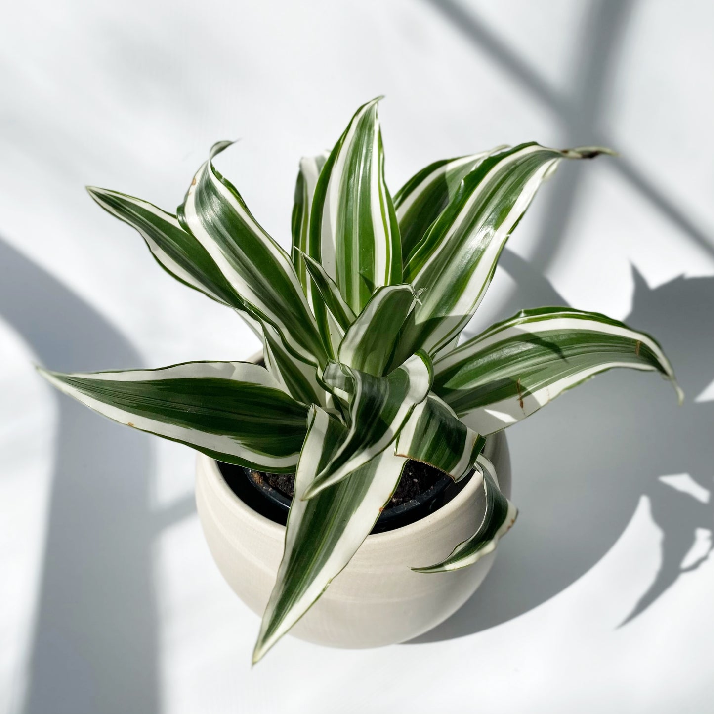 Dracaena White Surprise