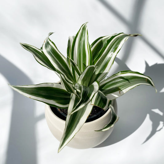 Dracaena White Surprise