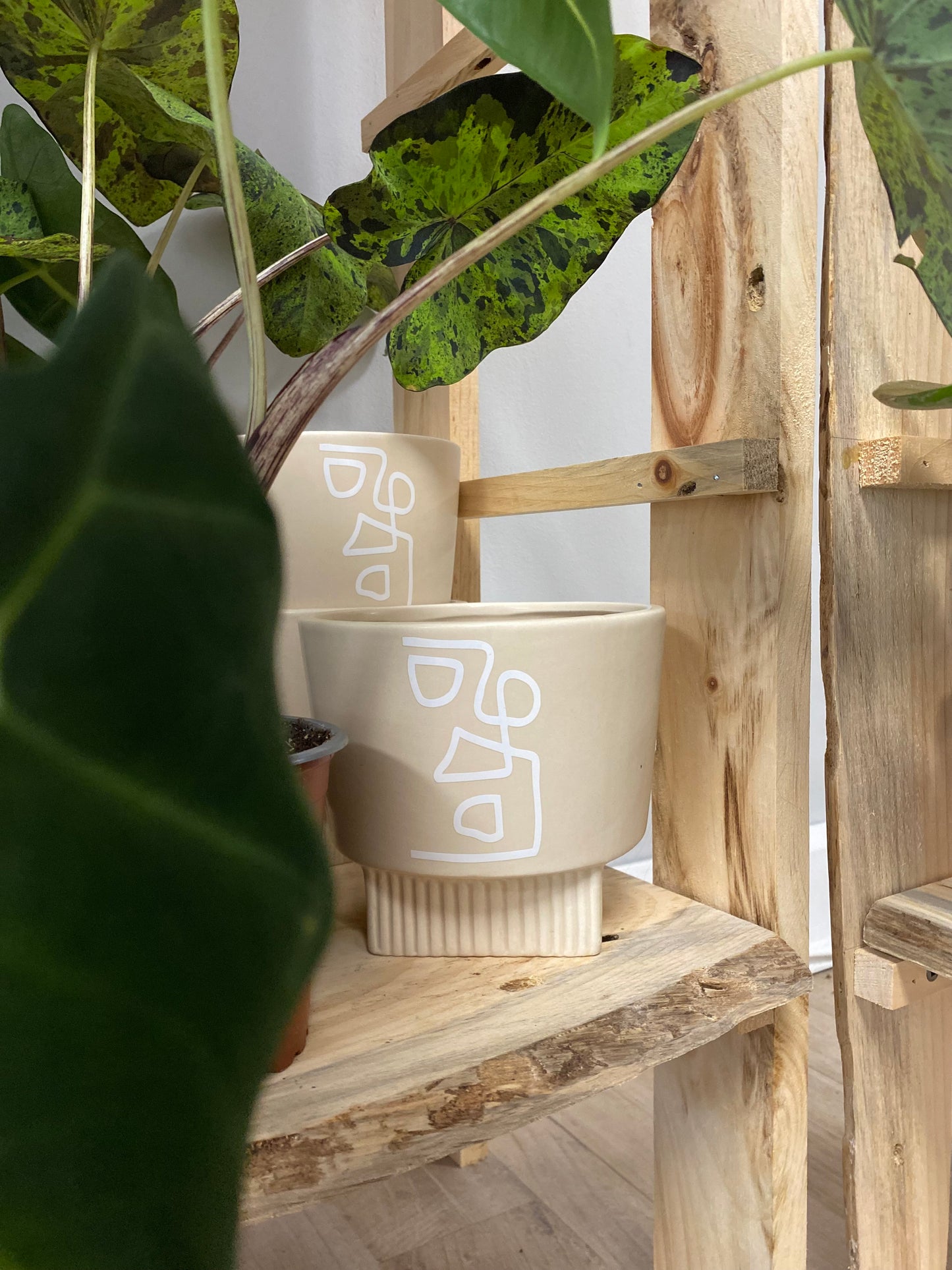 Cache-pot Dixon