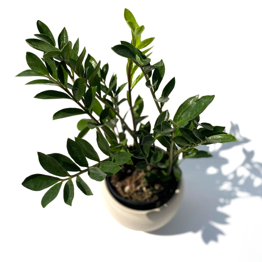 Zamioculcas zamiifolia Dwarf