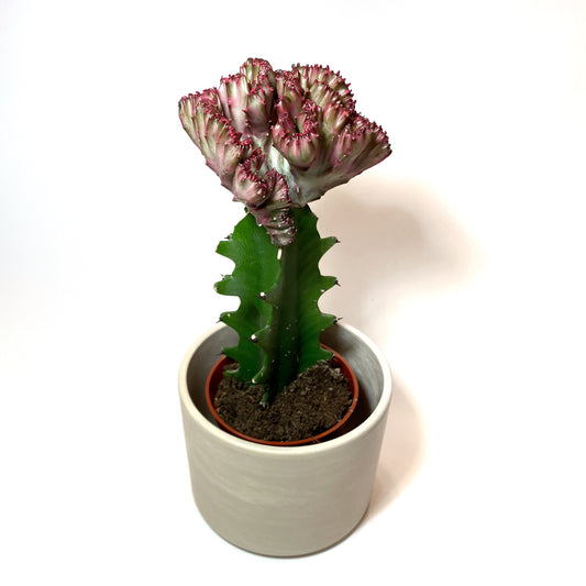 Cactus greffé