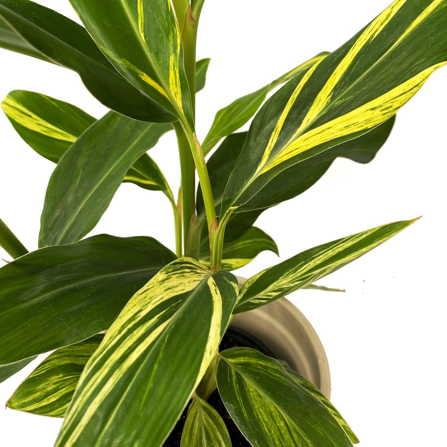 Alpina Zerum variegata