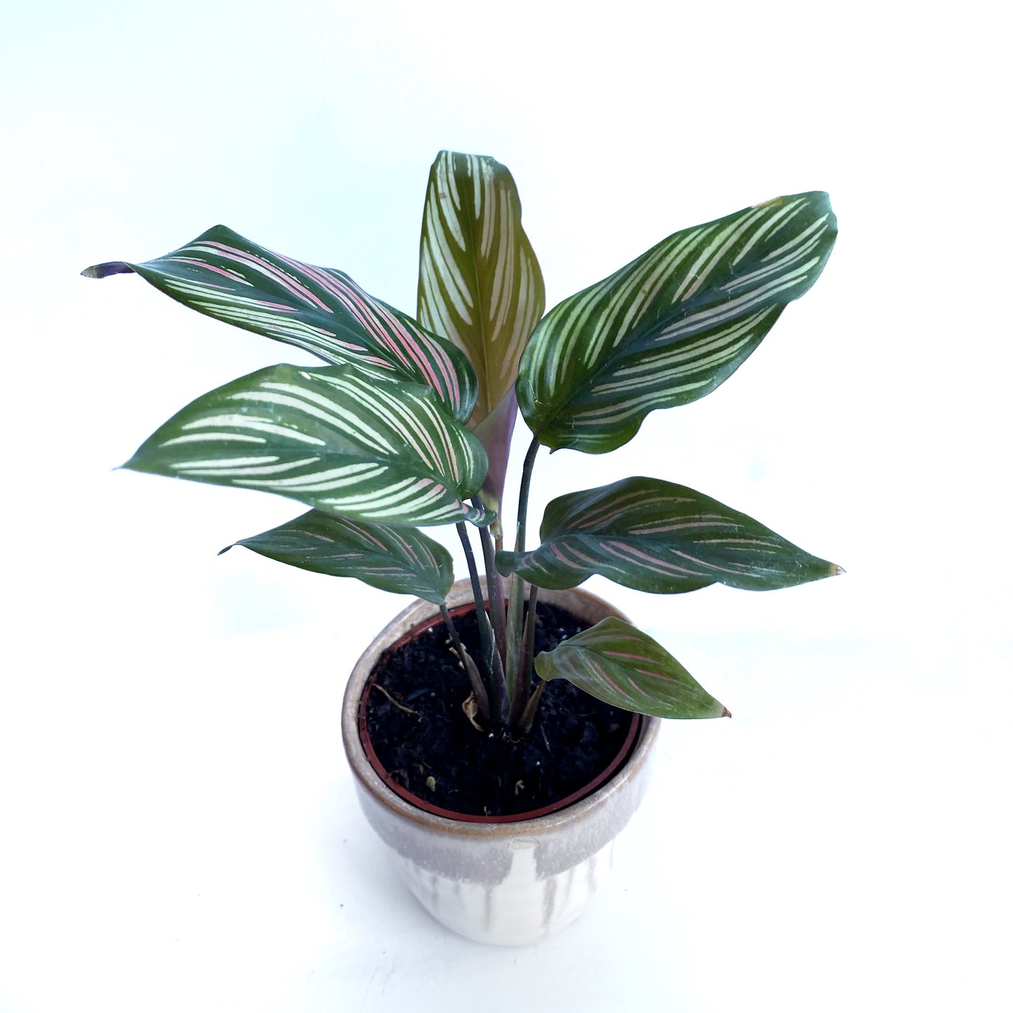 Calathea White Star