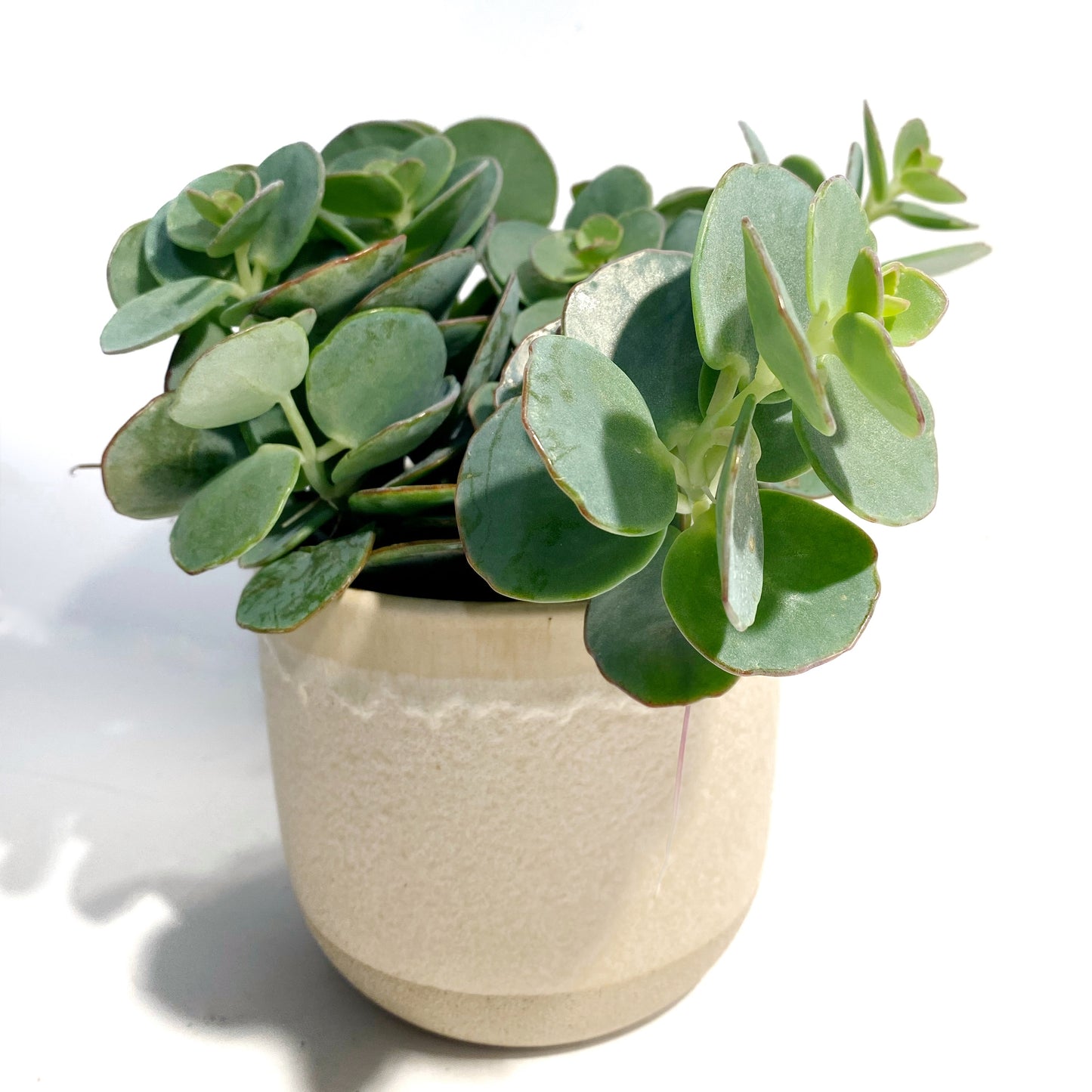 Kalanchoe manierianea