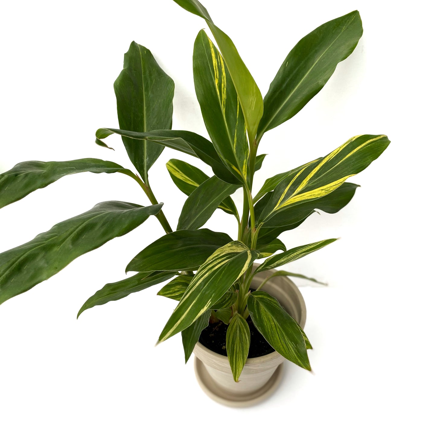 Alpina Zerum variegata