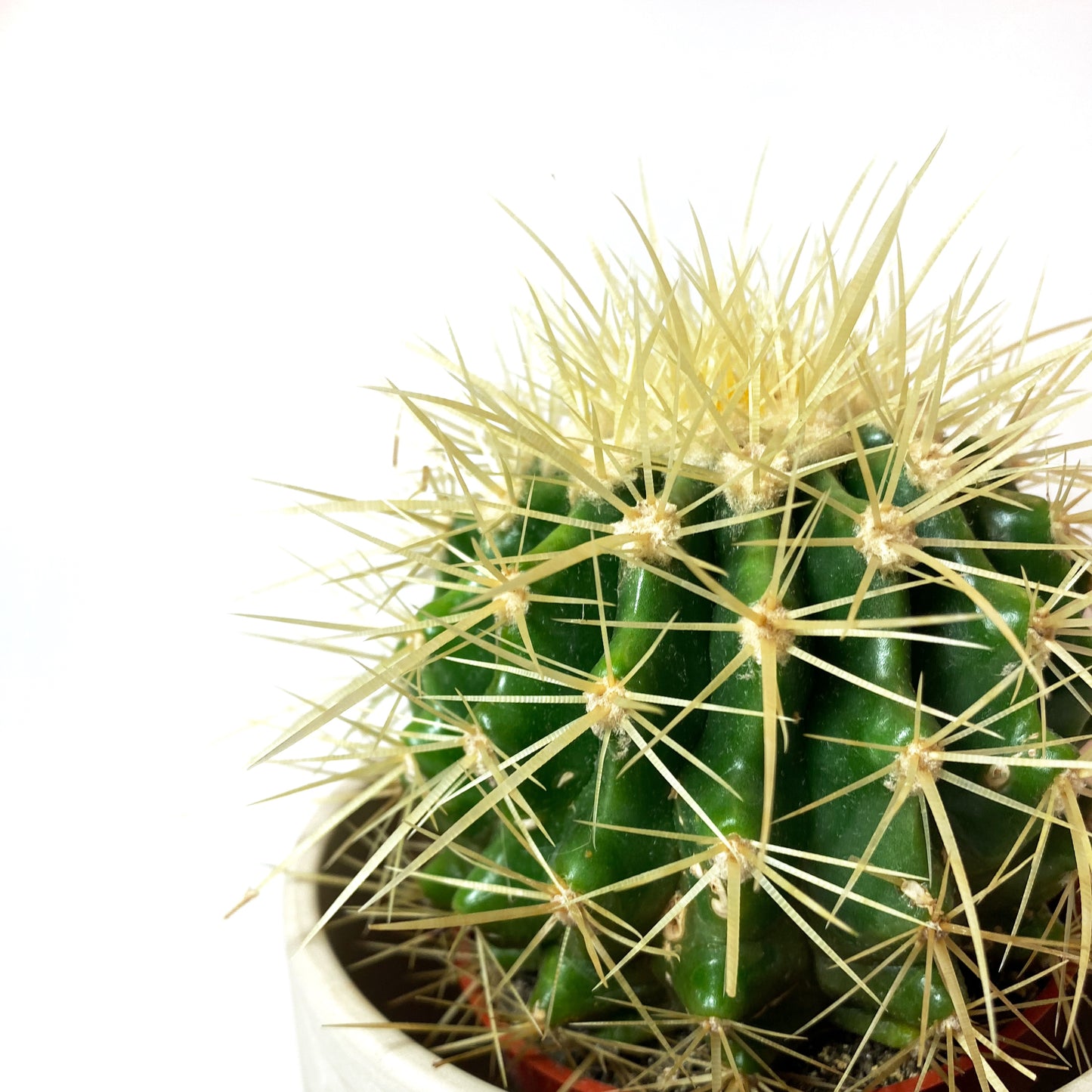 Cactus ‘Barrel Golden’