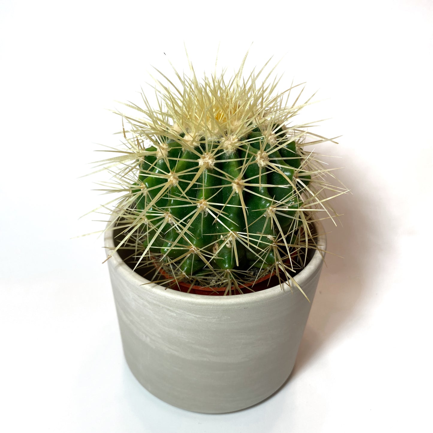 Cactus ‘Barrel Golden’