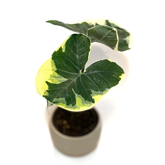 Alocasia ‘Mickey Mouse’ Variegata