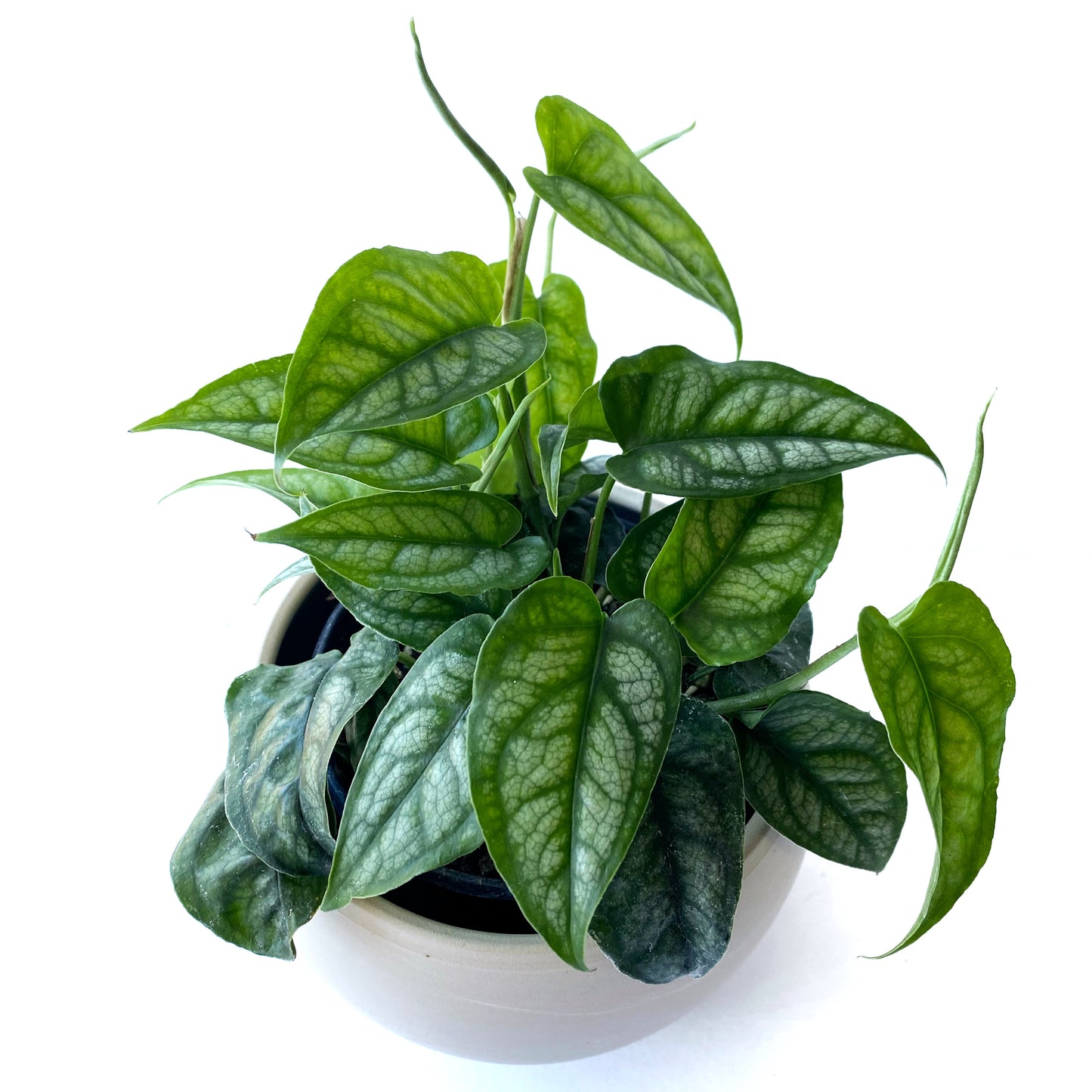 Philodendron Siltepecana