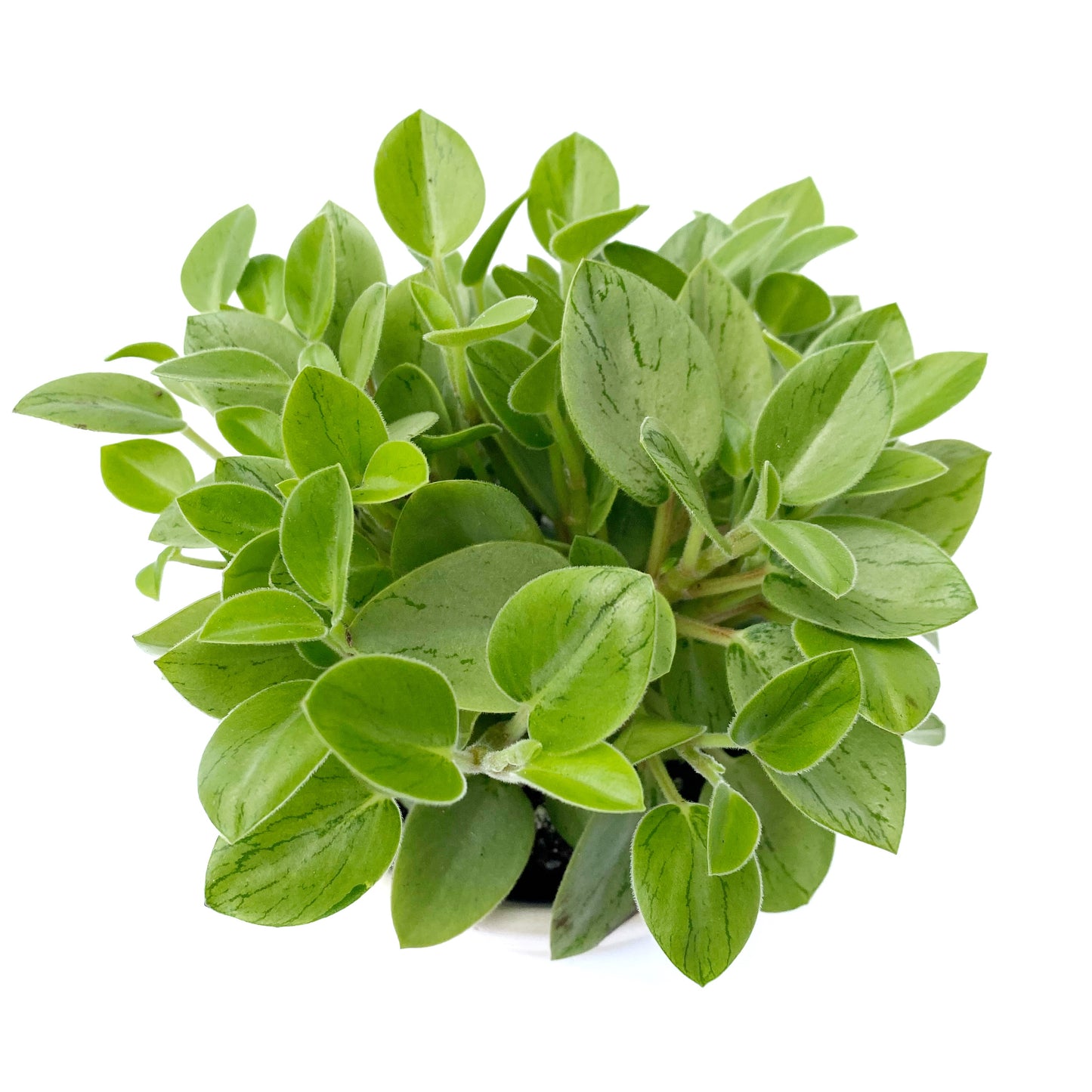 Peperomia pixie lime