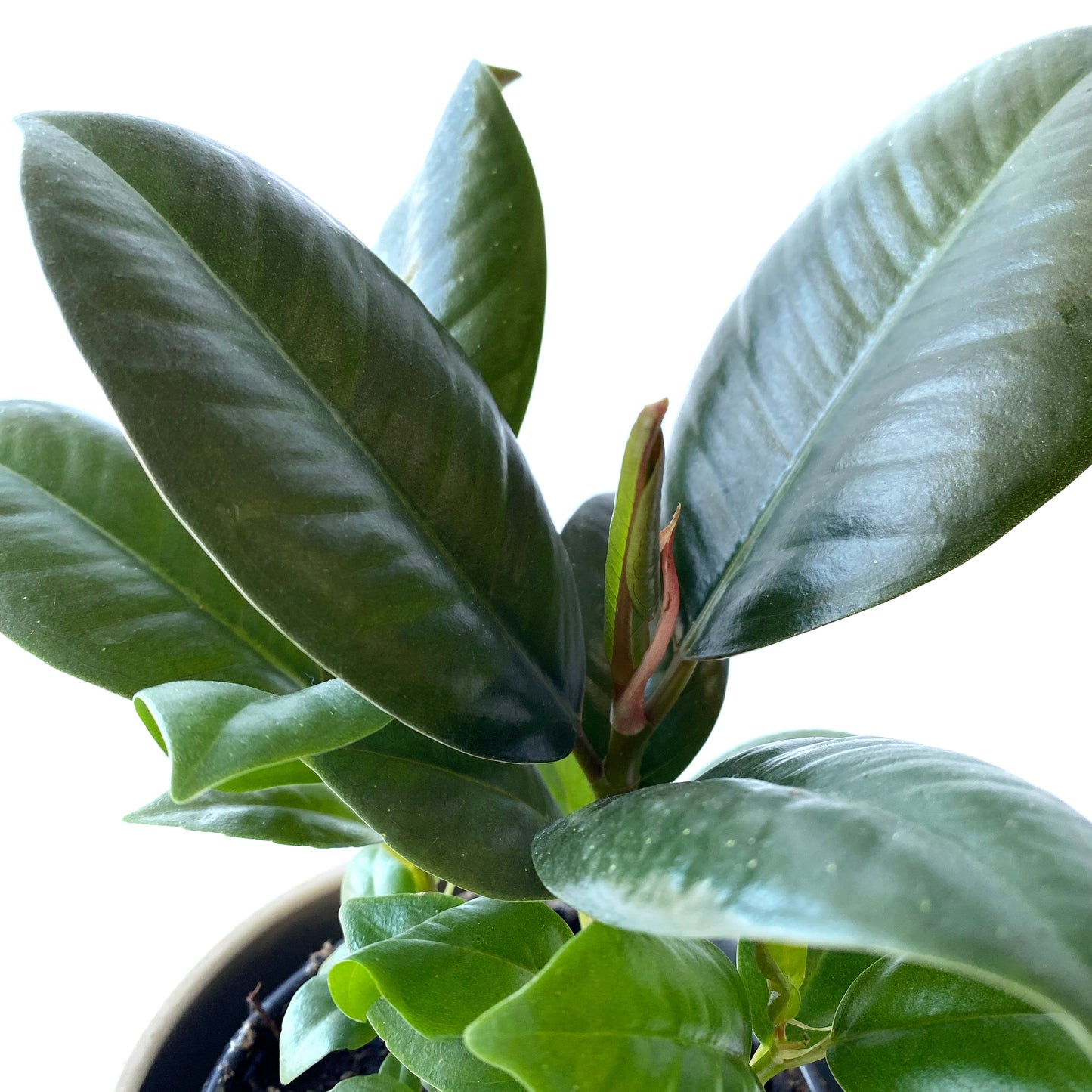Ficus Elastica